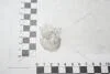 Кільце прикурювача Ланос/Сенс (пластик) (біле) (кратно 5) GM 96242616 (фото 1)